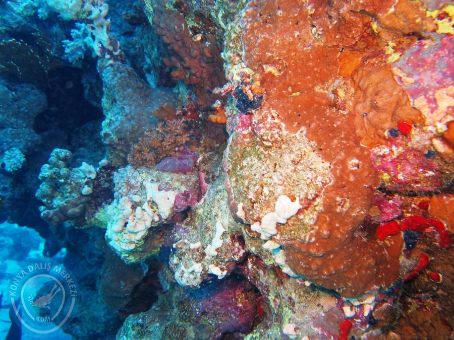 02-08 Aralık 2017 Sharm El Sheikh