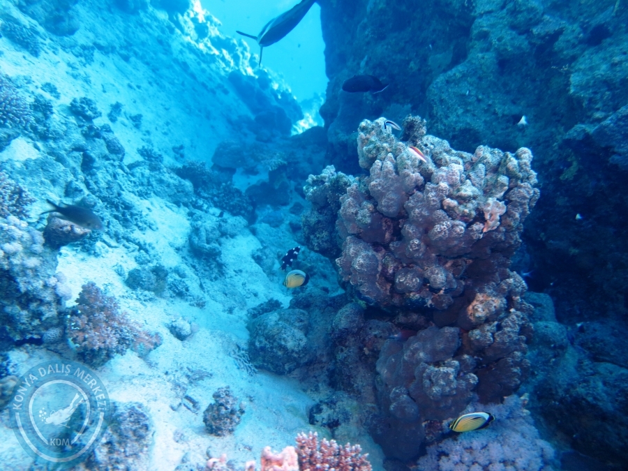 02-08 Aralık 2017 Sharm El Sheikh