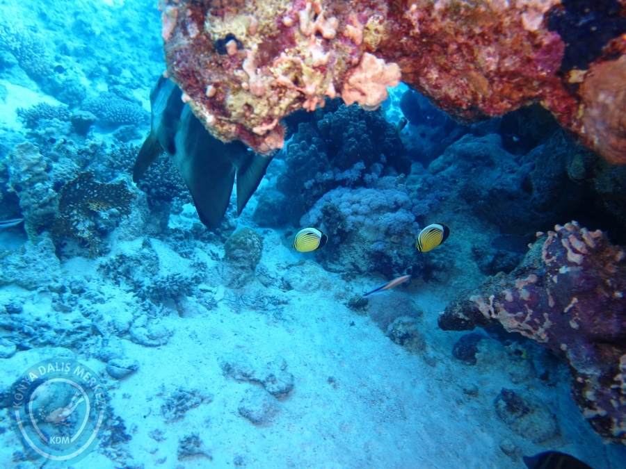 02-08 Aralık 2017 Sharm El Sheikh