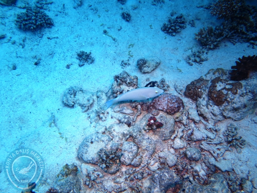 02-08 Aralık 2017 Sharm El Sheikh
