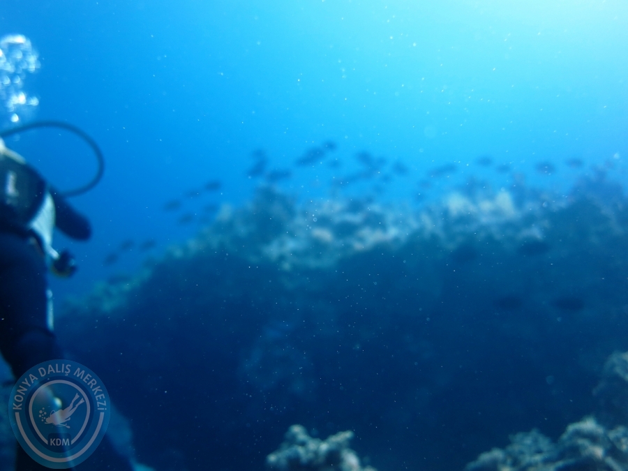 02-08 Aralık 2017 Sharm El Sheikh
