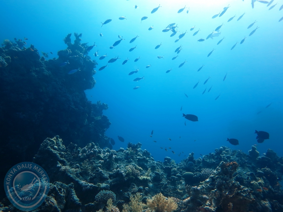 02-08 Aralık 2017 Sharm El Sheikh