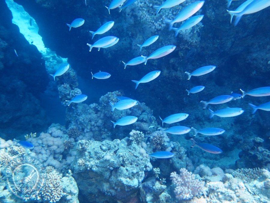 02-08 Aralık 2017 Sharm El Sheikh