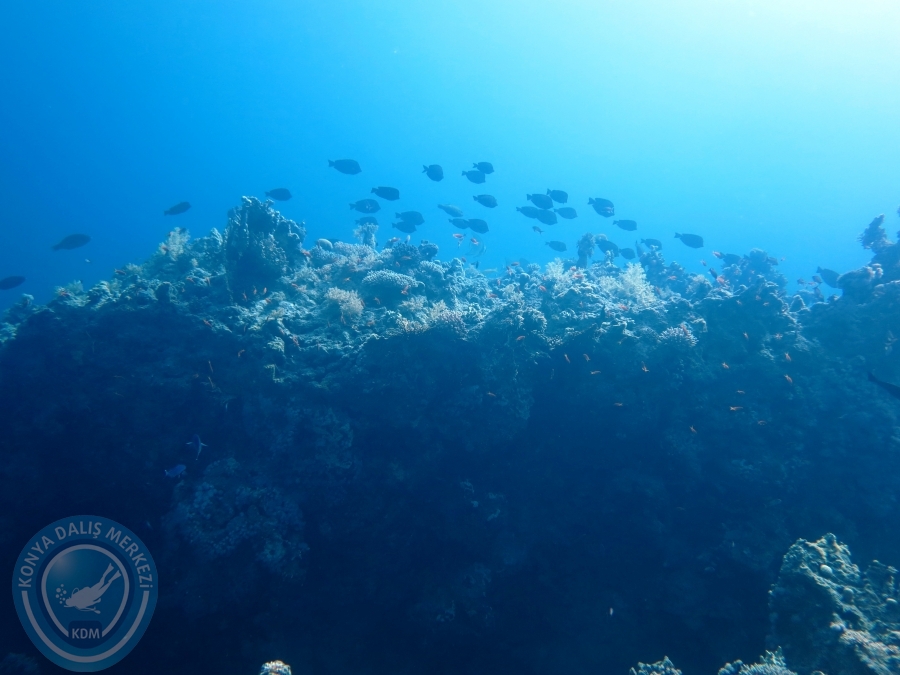 02-08 Aralık 2017 Sharm El Sheikh
