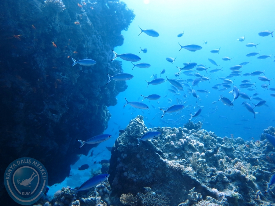 02-08 Aralık 2017 Sharm El Sheikh