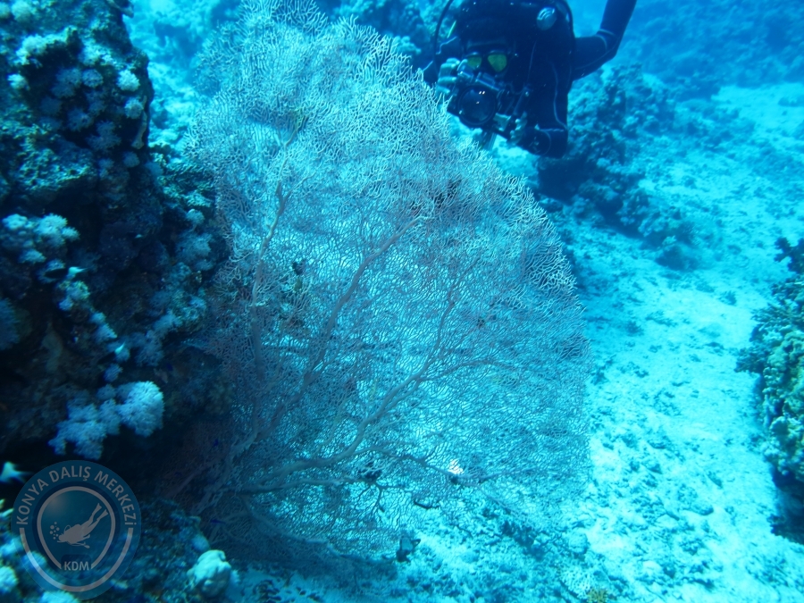 02-08 Aralık 2017 Sharm El Sheikh