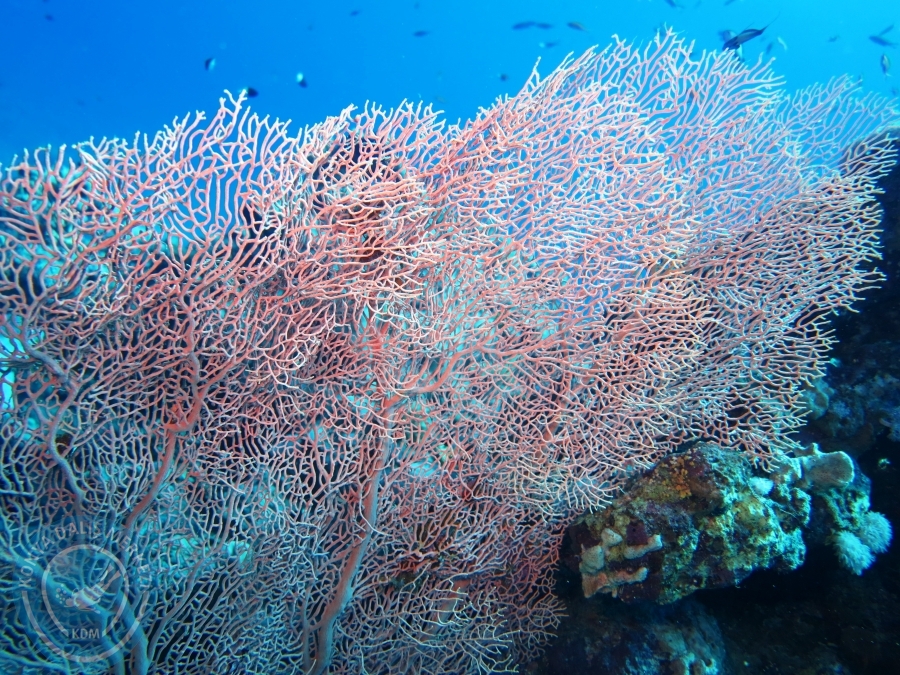 02-08 Aralık 2017 Sharm El Sheikh