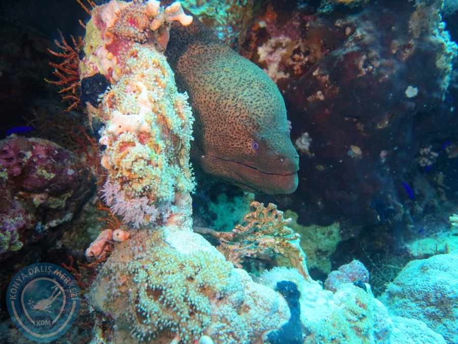 02-08 Aralık 2017 Sharm El Sheikh