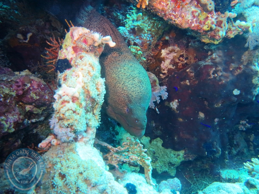 02-08 Aralık 2017 Sharm El Sheikh