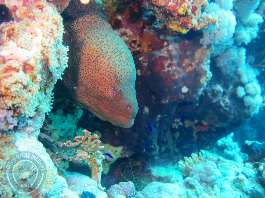 02-08 Aralık 2017 Sharm El Sheikh