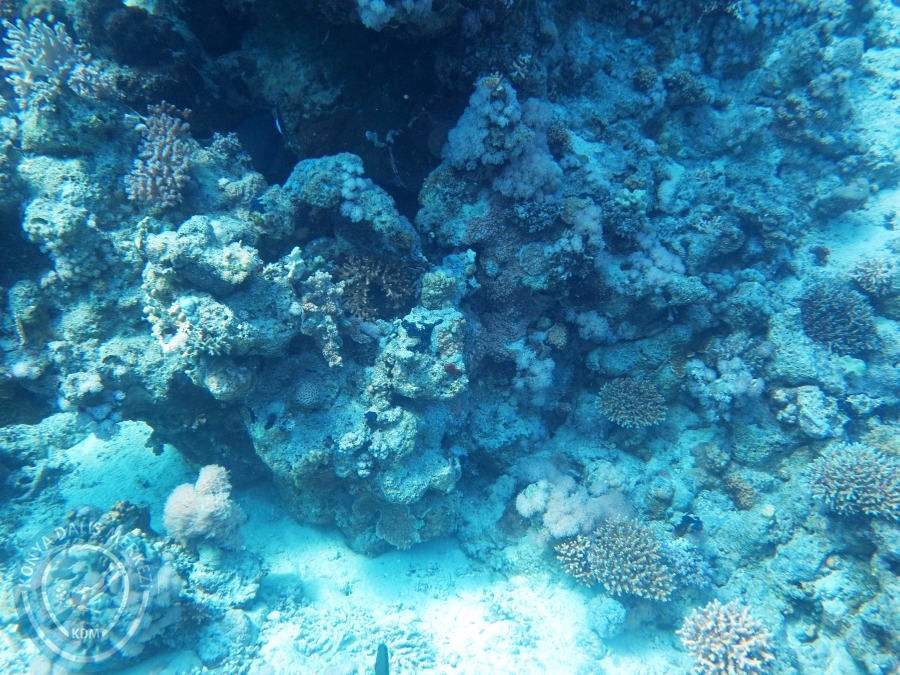 02-08 Aralık 2017 Sharm El Sheikh