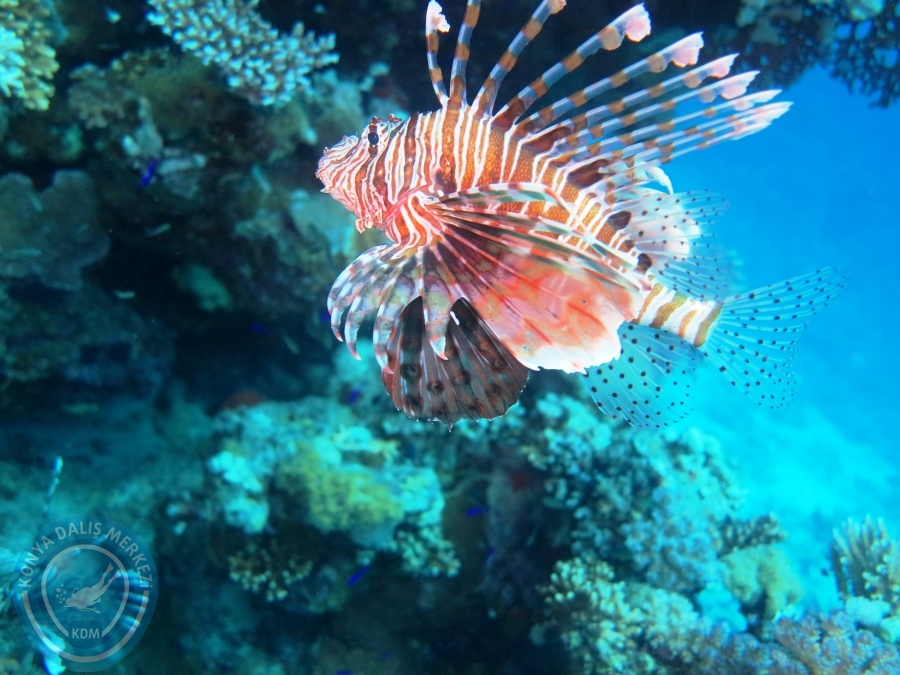 02-08 Aralık 2017 Sharm El Sheikh