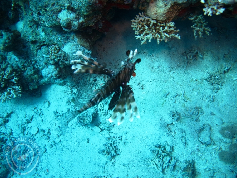 02-08 Aralık 2017 Sharm El Sheikh