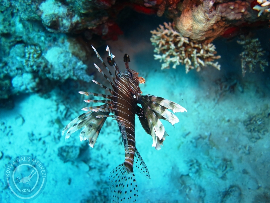 02-08 Aralık 2017 Sharm El Sheikh