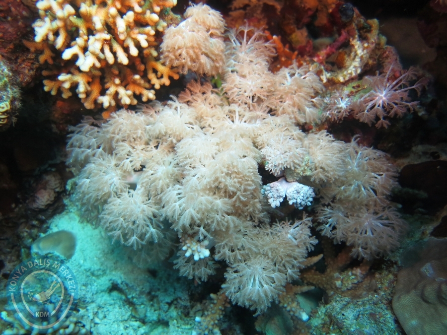 02-08 Aralık 2017 Sharm El Sheikh