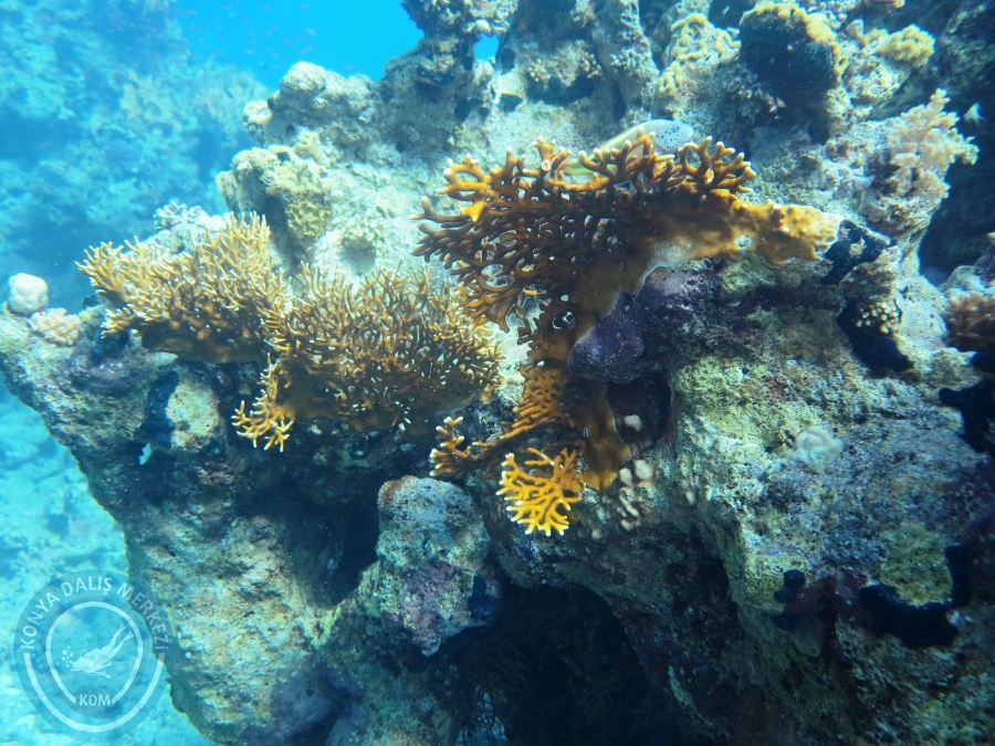 02-08 Aralık 2017 Sharm El Sheikh