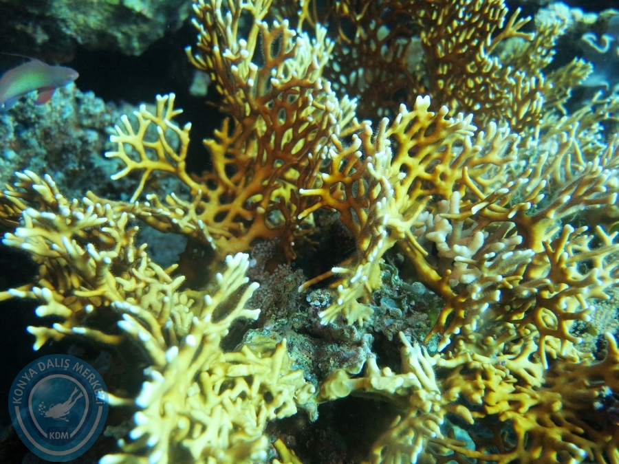 02-08 Aralık 2017 Sharm El Sheikh