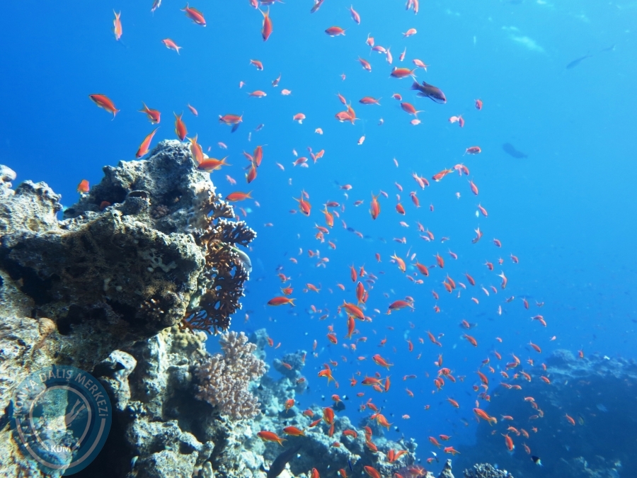02-08 Aralık 2017 Sharm El Sheikh