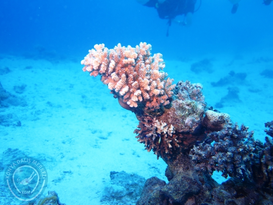 02-08 Aralık 2017 Sharm El Sheikh
