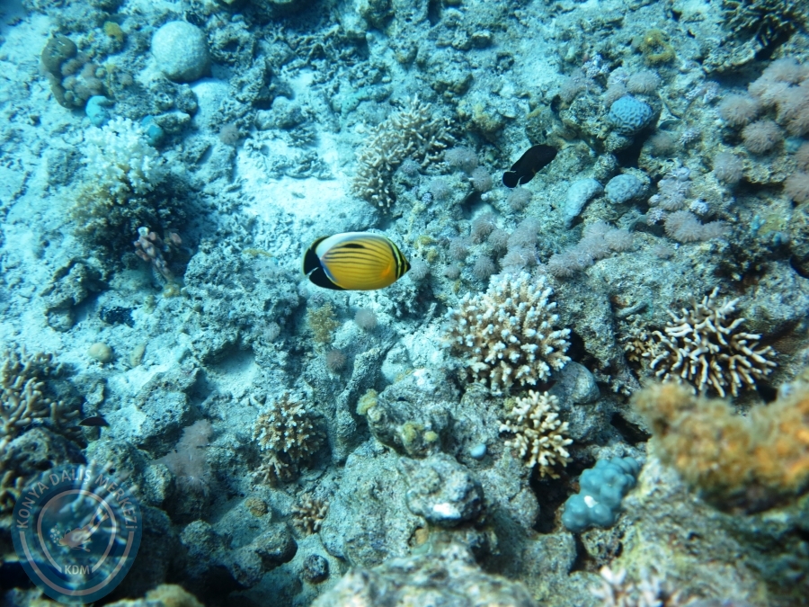 02-08 Aralık 2017 Sharm El Sheikh