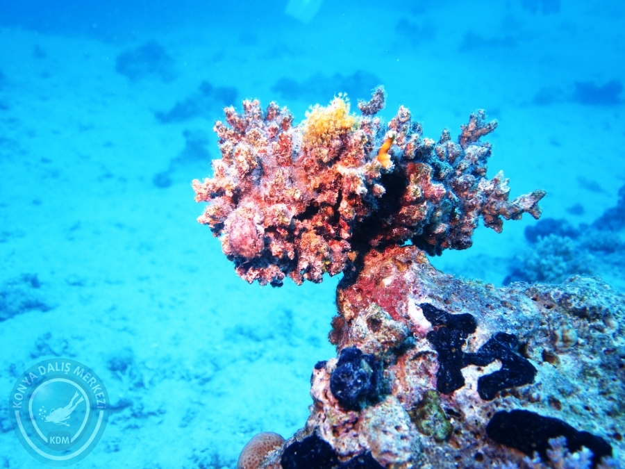 02-08 Aralık 2017 Sharm El Sheikh