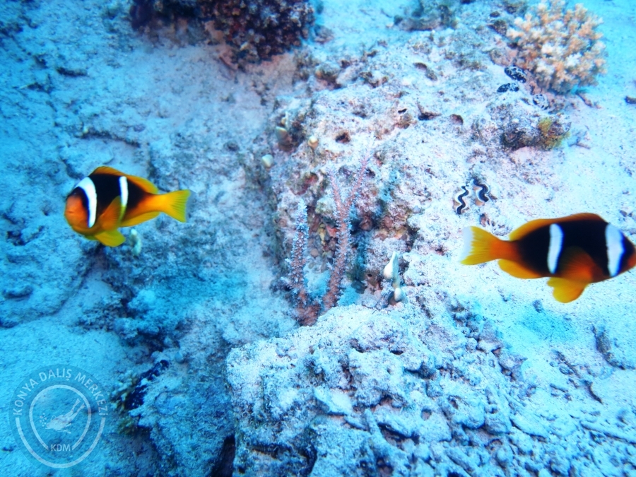 02-08 Aralık 2017 Sharm El Sheikh