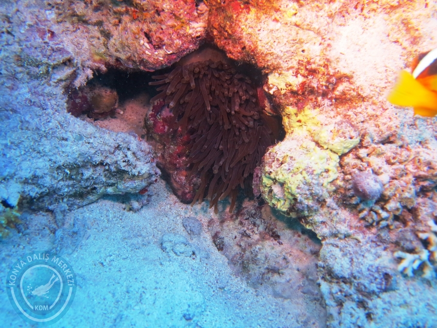 02-08 Aralık 2017 Sharm El Sheikh