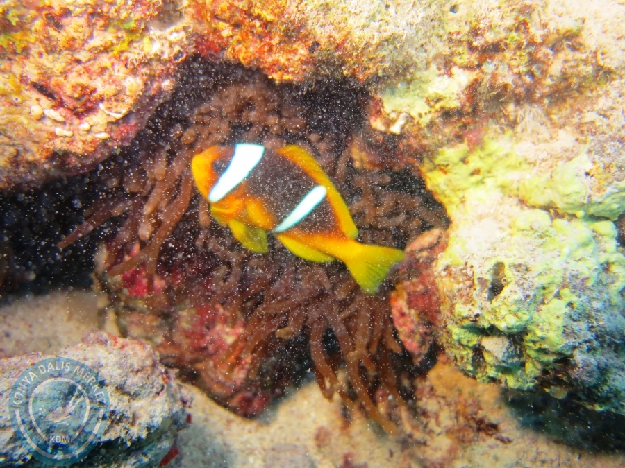 02-08 Aralık 2017 Sharm El Sheikh