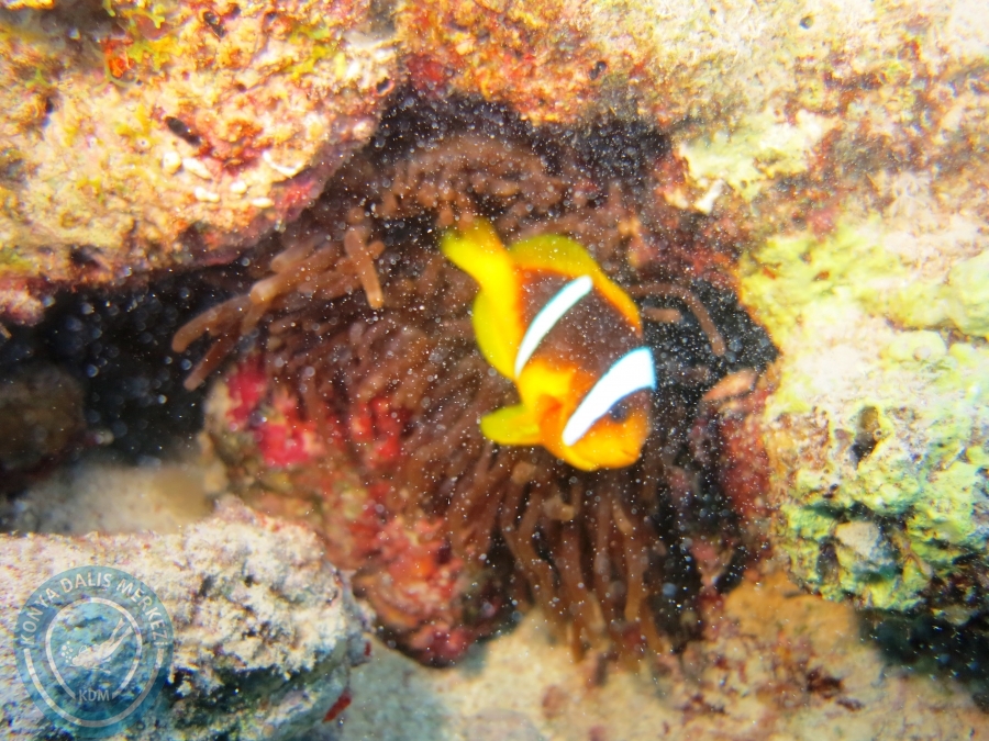 02-08 Aralık 2017 Sharm El Sheikh