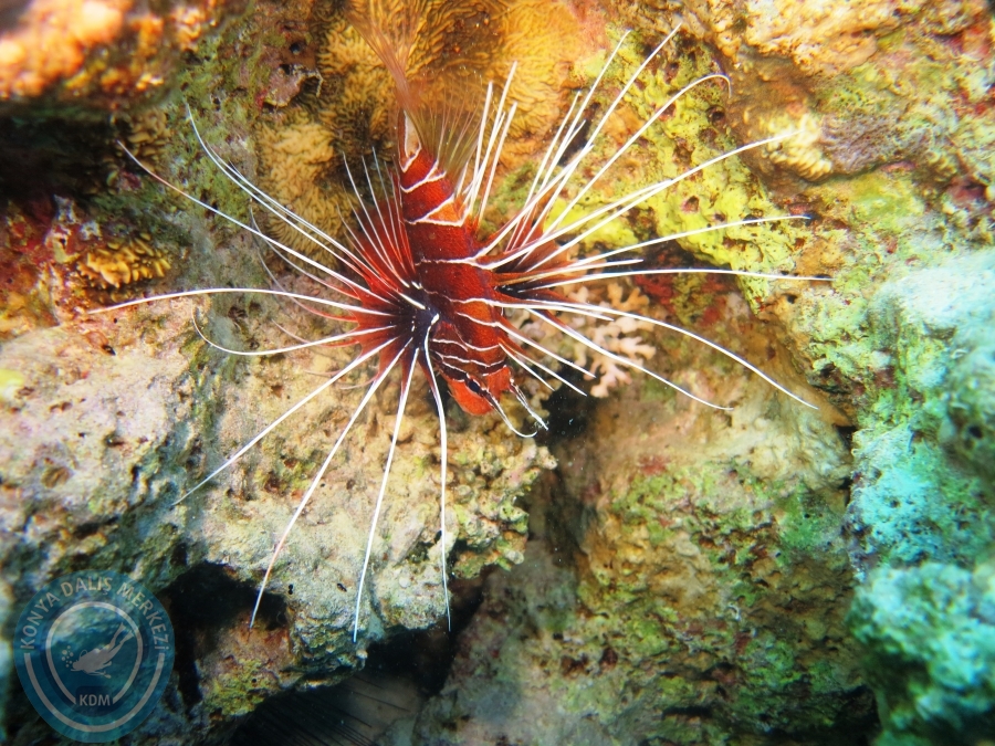 02-08 Aralık 2017 Sharm El Sheikh