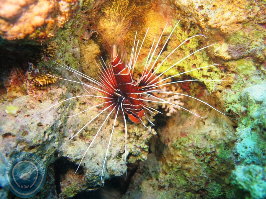 02-08 Aralık 2017 Sharm El Sheikh