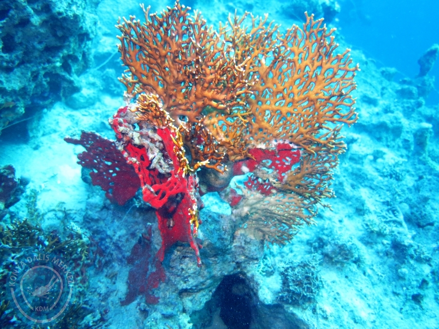 02-08 Aralık 2017 Sharm El Sheikh