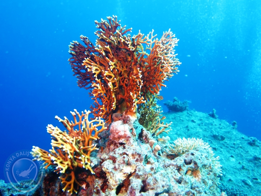 02-08 Aralık 2017 Sharm El Sheikh