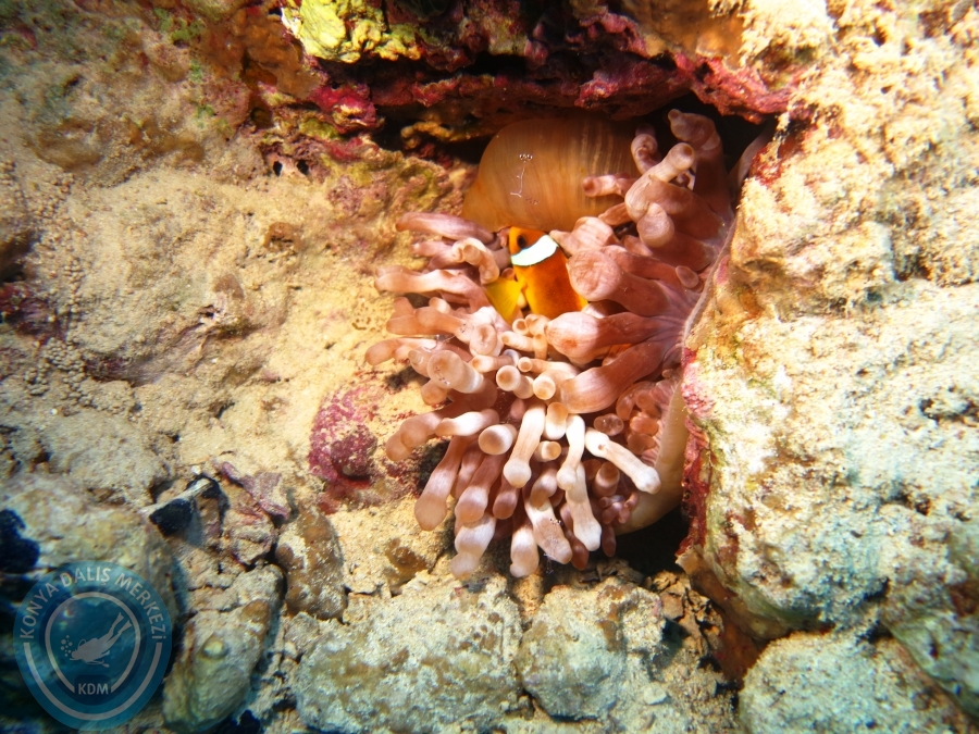02-08 Aralık 2017 Sharm El Sheikh