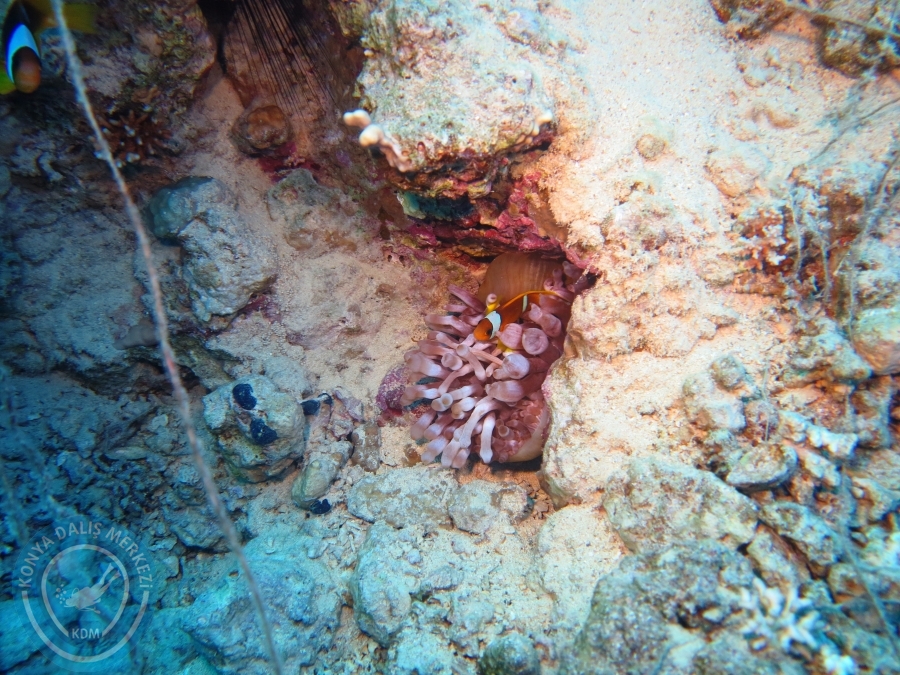 02-08 Aralık 2017 Sharm El Sheikh