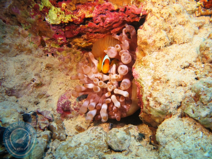 02-08 Aralık 2017 Sharm El Sheikh