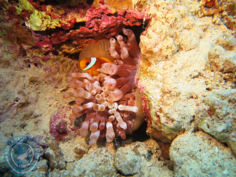02-08 Aralık 2017 Sharm El Sheikh