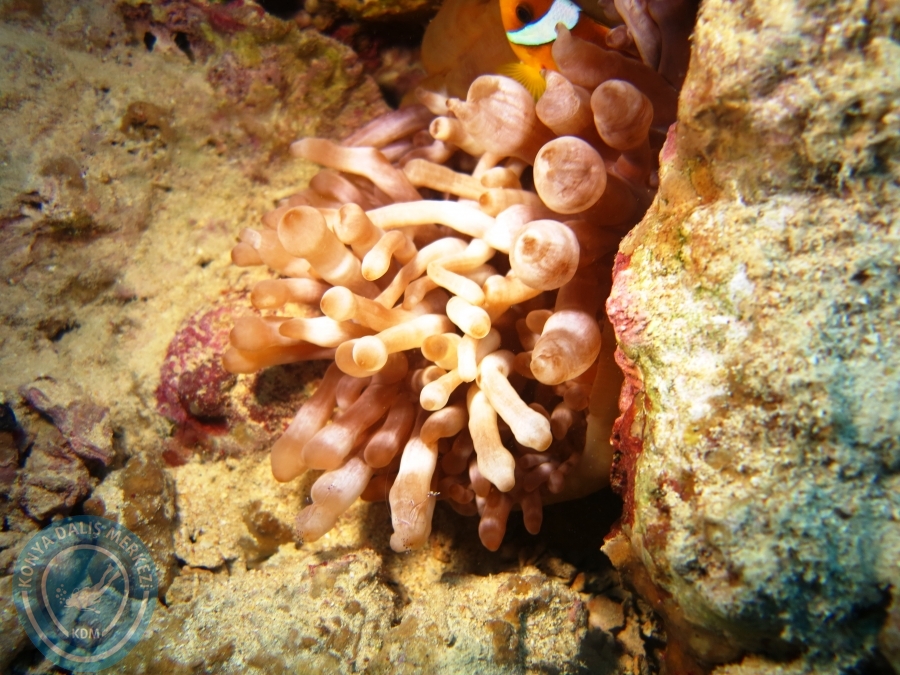 02-08 Aralık 2017 Sharm El Sheikh