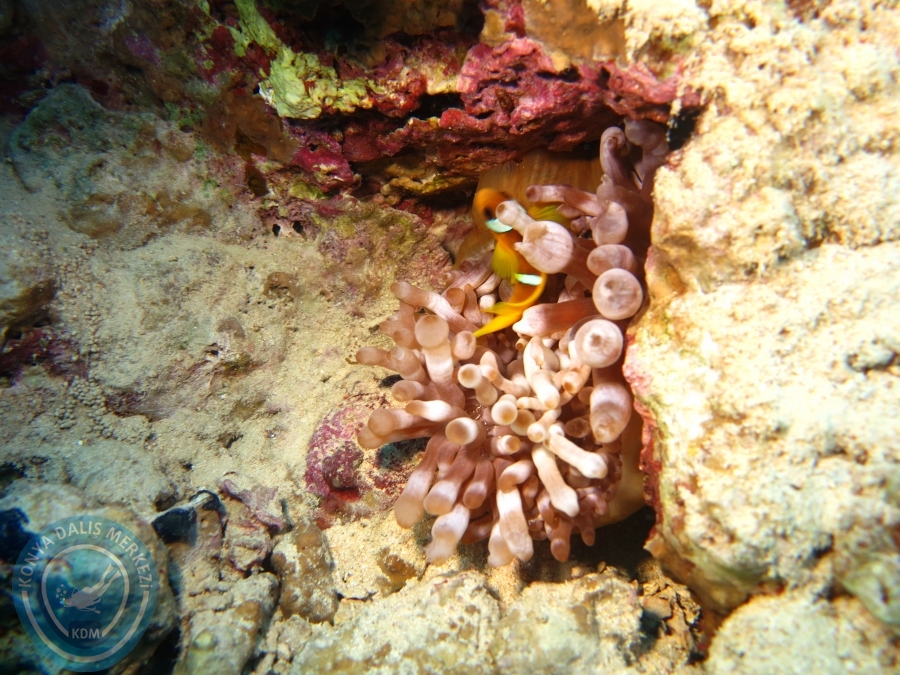 02-08 Aralık 2017 Sharm El Sheikh