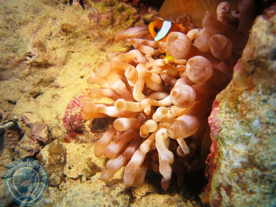 02-08 Aralık 2017 Sharm El Sheikh
