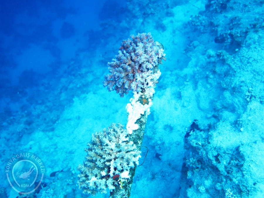02-08 Aralık 2017 Sharm El Sheikh