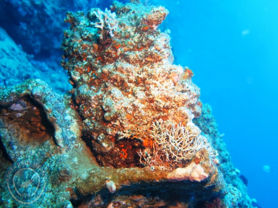 02-08 Aralık 2017 Sharm El Sheikh