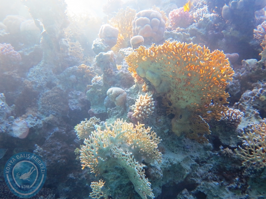 02-08 Aralık 2017 Sharm El Sheikh
