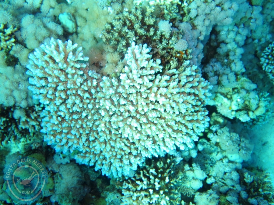 02-08 Aralık 2017 Sharm El Sheikh