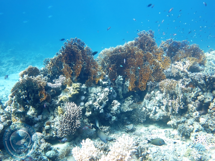 02-08 Aralık 2017 Sharm El Sheikh