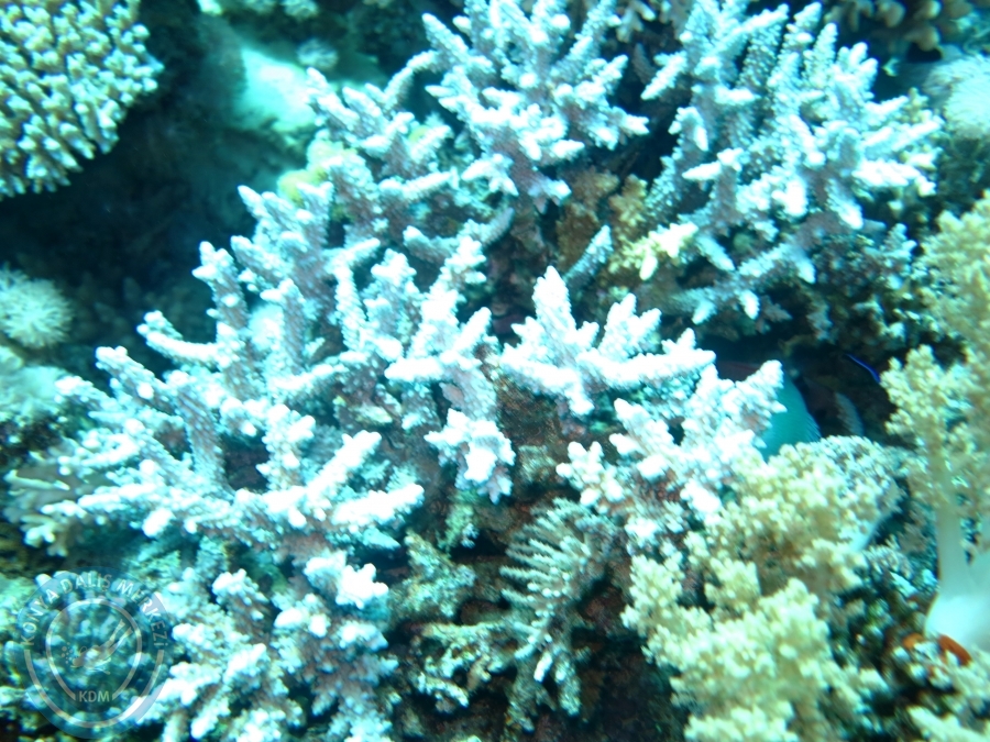 02-08 Aralık 2017 Sharm El Sheikh