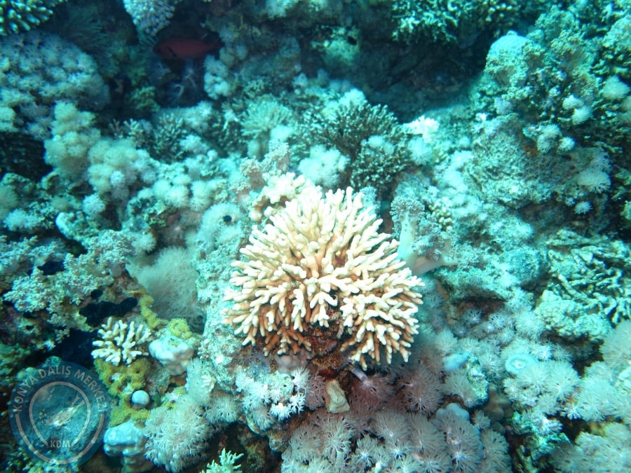 02-08 Aralık 2017 Sharm El Sheikh