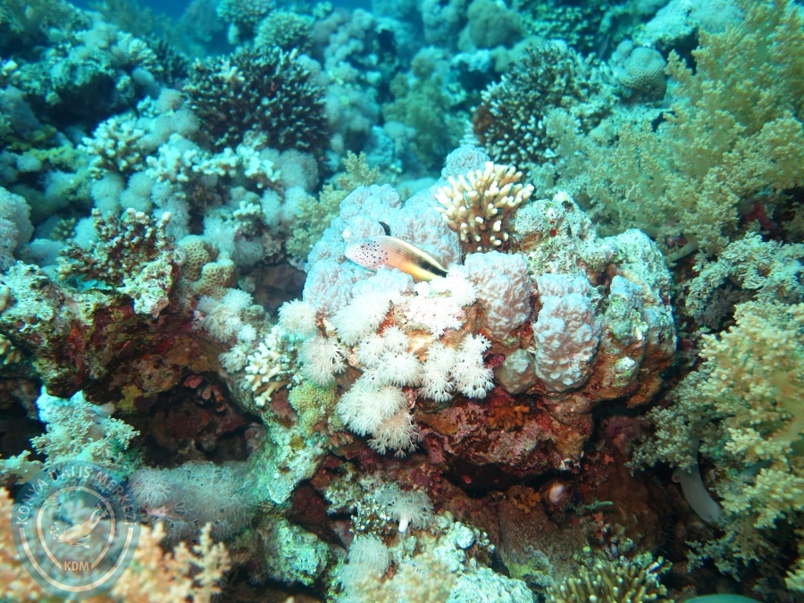02-08 Aralık 2017 Sharm El Sheikh