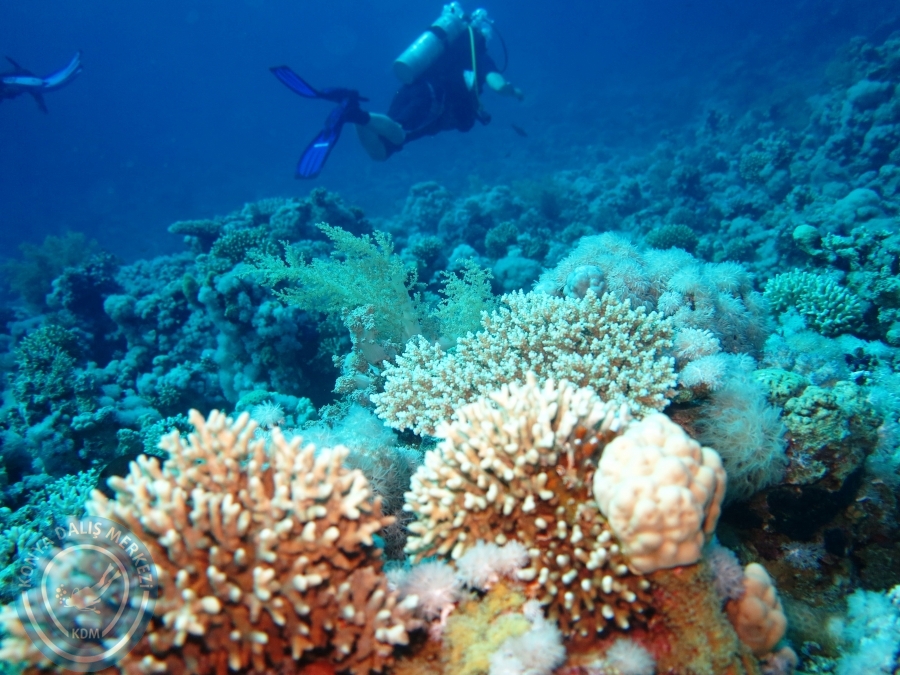 02-08 Aralık 2017 Sharm El Sheikh