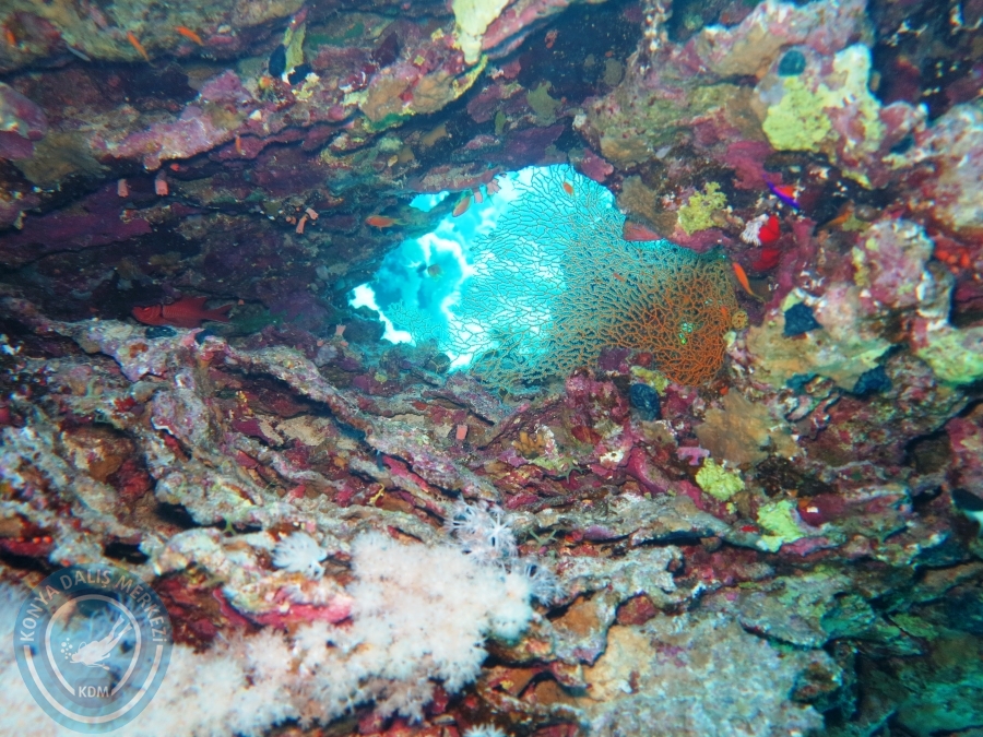 02-08 Aralık 2017 Sharm El Sheikh